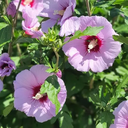 Rose Of Sharon - Meerblick, Neubau, Polarstar Komplex, Apartment *